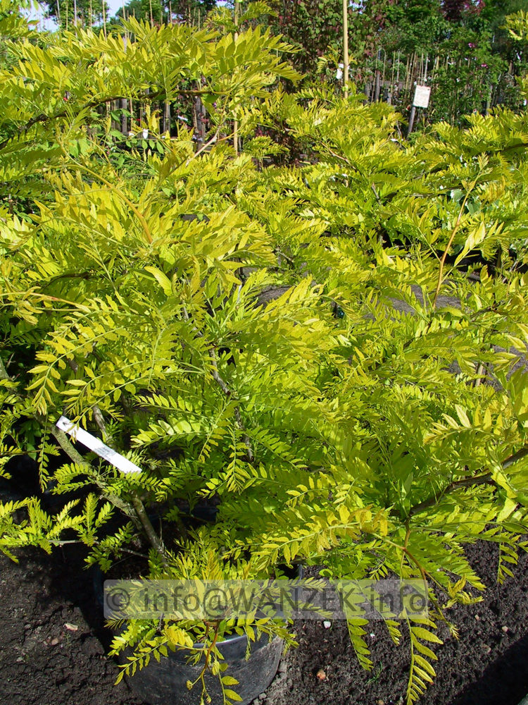 Gleditsia triacanthos Sunburst 02.jpg
